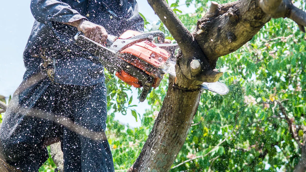 best tree service kenosha wi