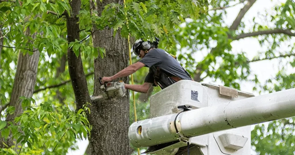 tree services in kenosha wi