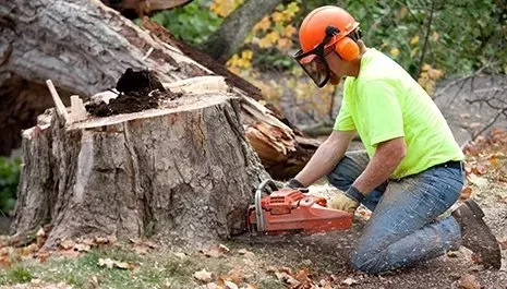 stump grinding & removal services kenosha