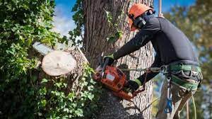 best tree service in kenosha wi