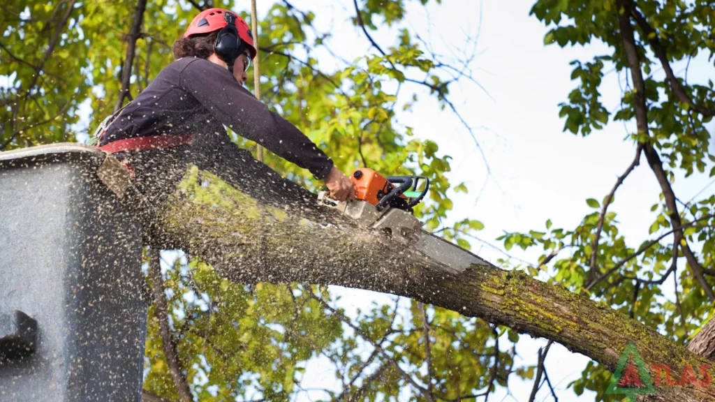 tree service kenosha wi