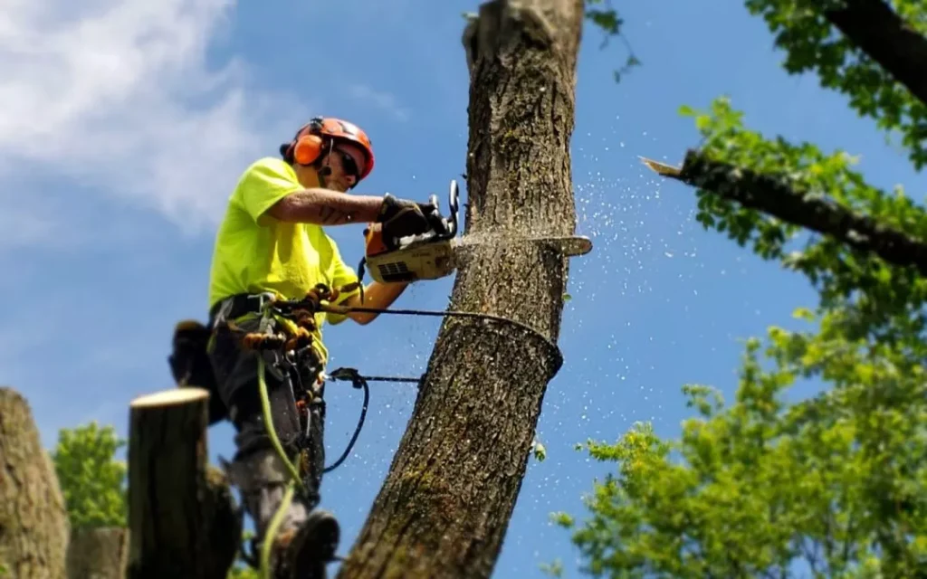 top rated tree service kenosha wi