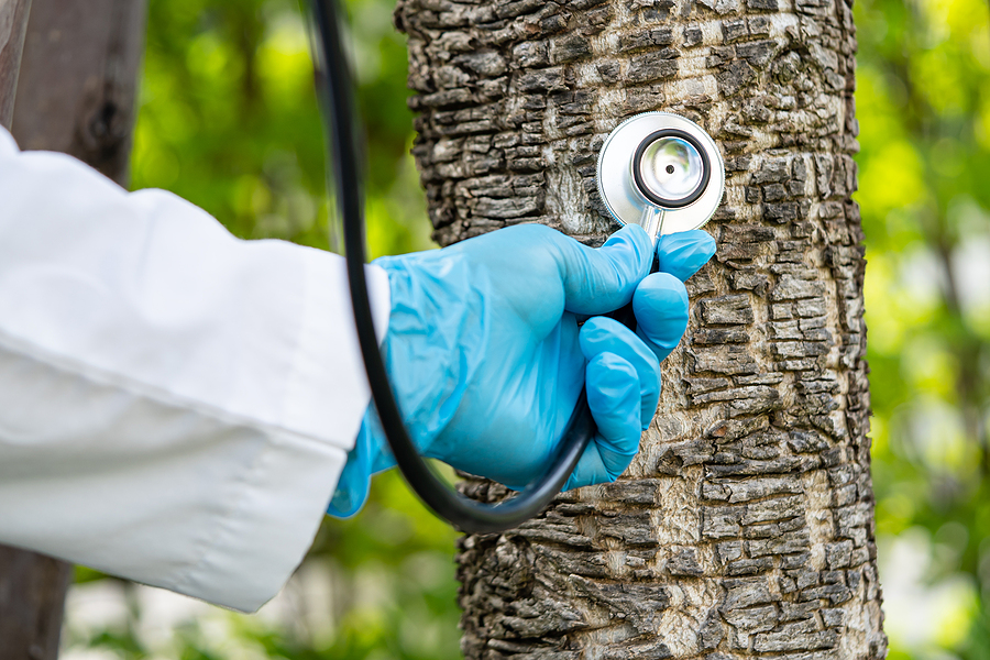 tree health doctor kenosha wi