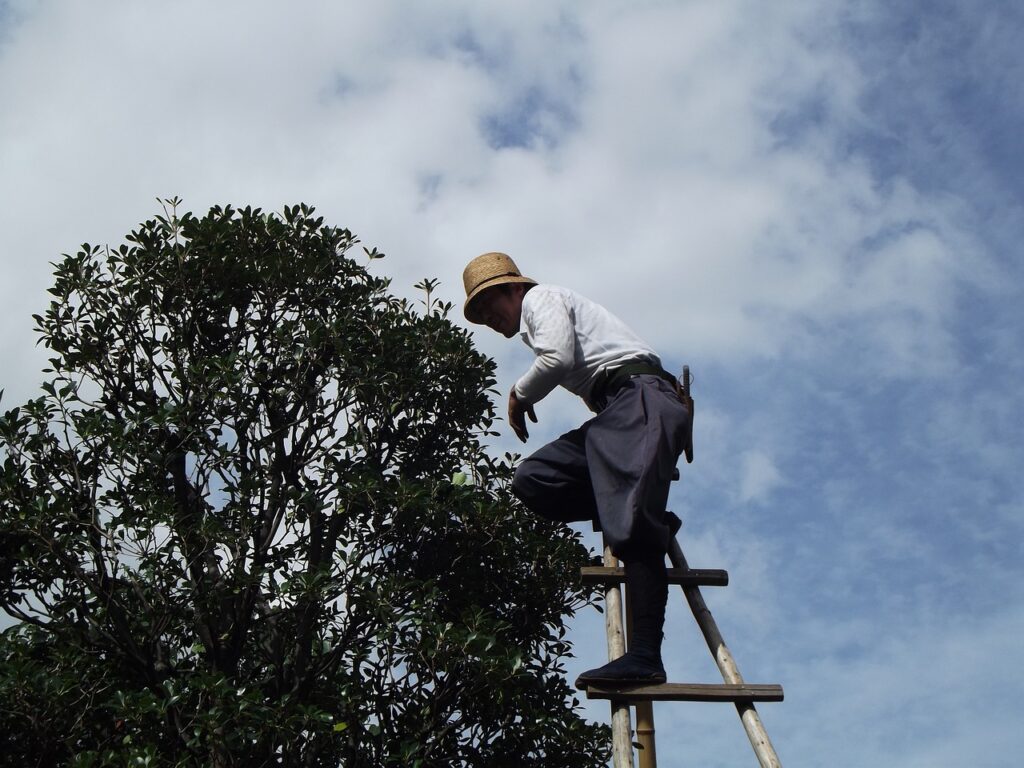 tree trimming in Kenosha wi