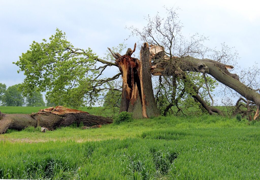 emergency tree service kenosha wi