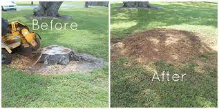 stump grinding removal kenosha wi