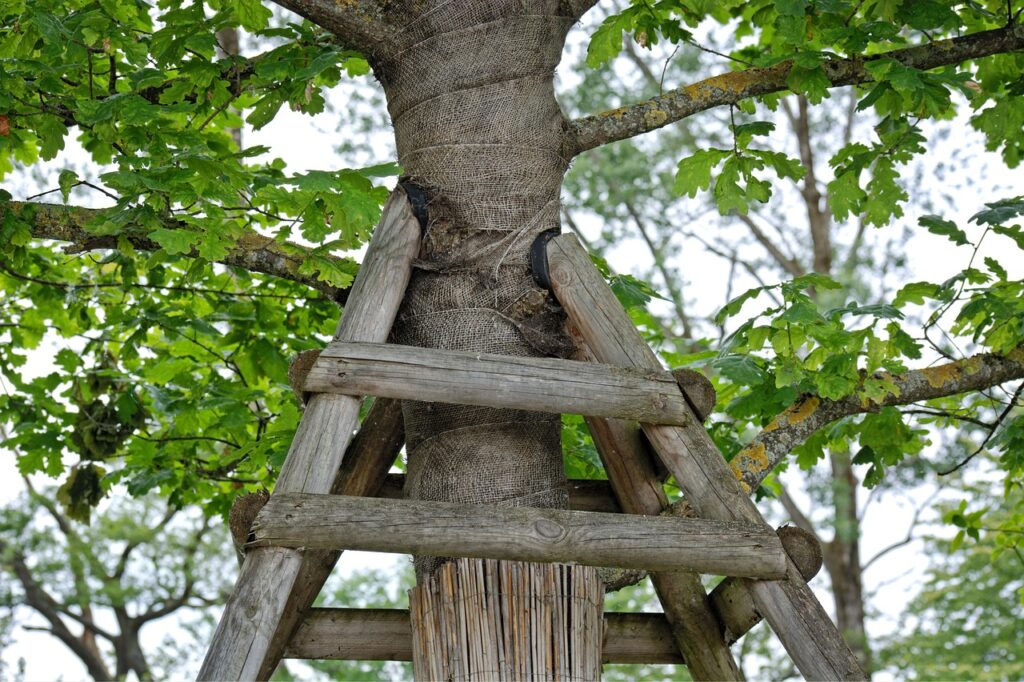 tree cabling and bracing kenosha