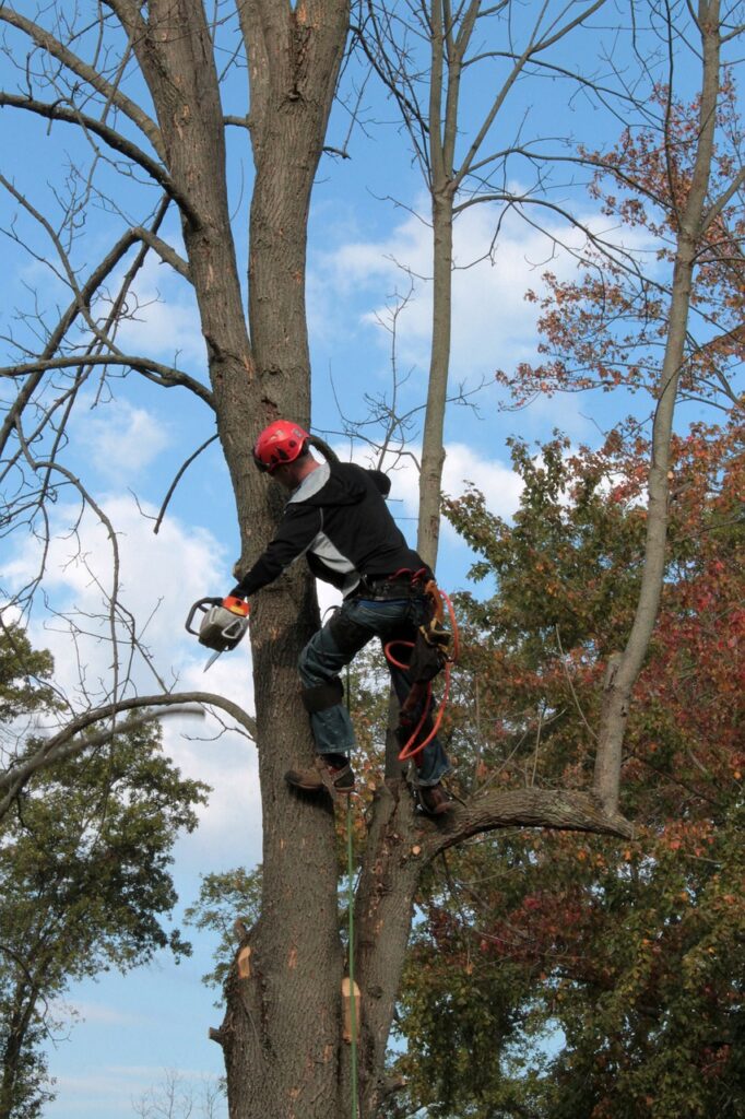 tree service company kenosha wi