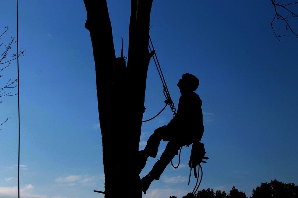 residential and commercial tree services in Kenosha wi