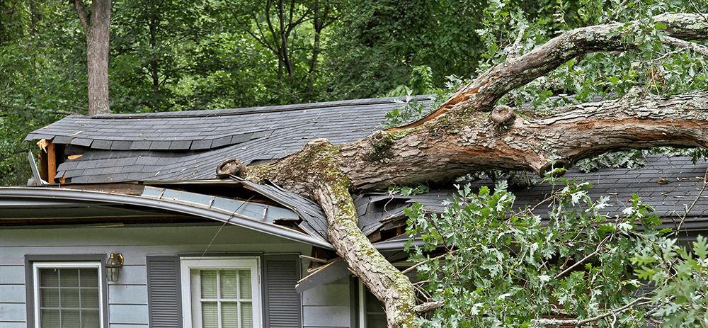 tree care storm response kenosha wi